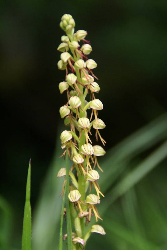 Unser Orchideenpark Bild Nr.091